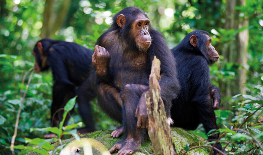 Ten things to do in Rwanda