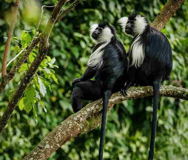 Colobus Monkey