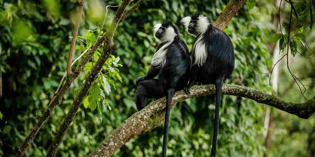 Colobus Monkey