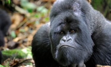 Mountain Gorilla