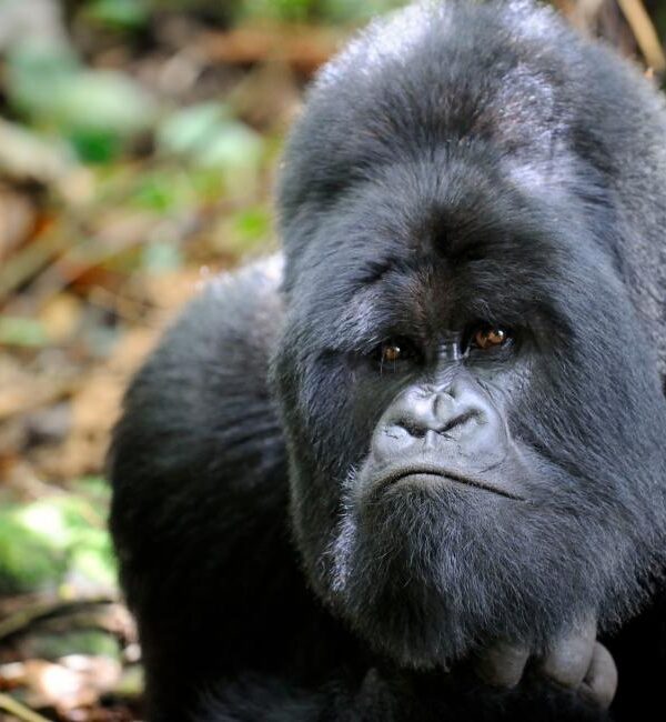 Mountain Gorilla