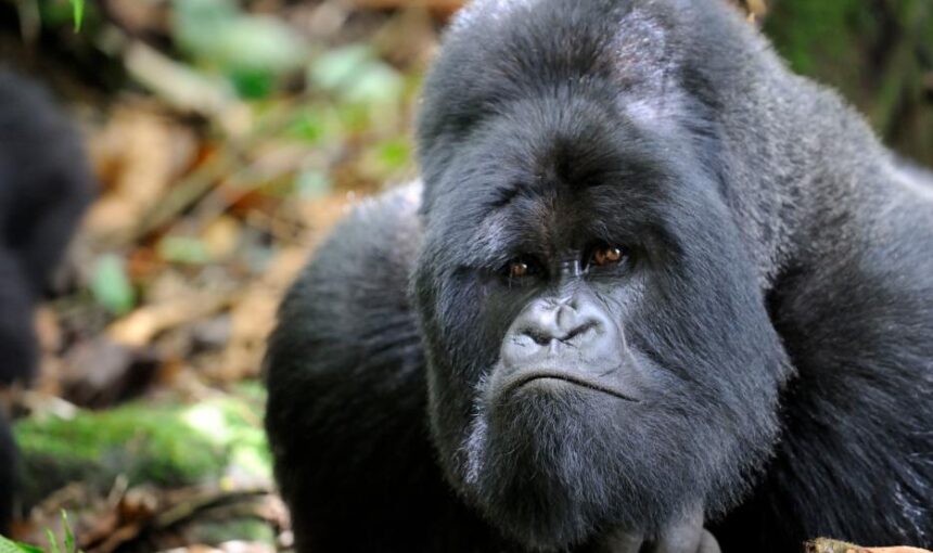 What to expect when you visit gorillas in Rwanda, Uganda or Congo?