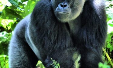 Silver back Gorilla