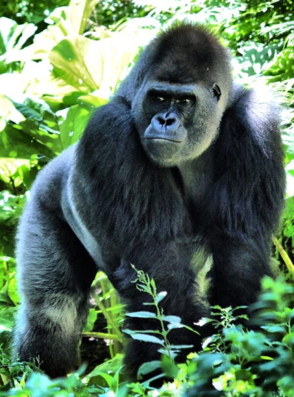 Silver back Gorilla