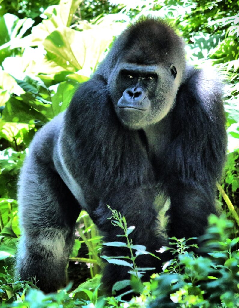 Silver back Gorilla