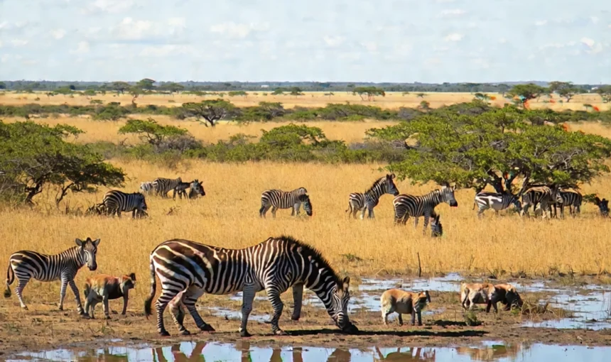 Best Times to Go on an African Safari Revealed