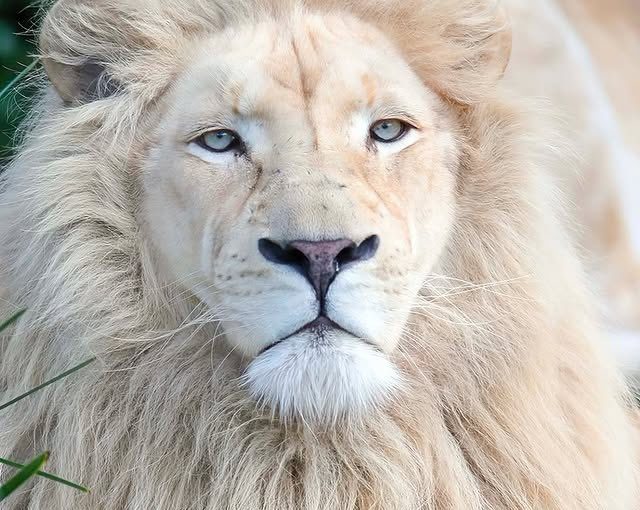 All you need to know about white lion and where you can visit this animal