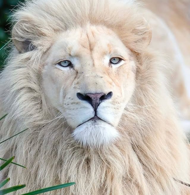 White Lion
