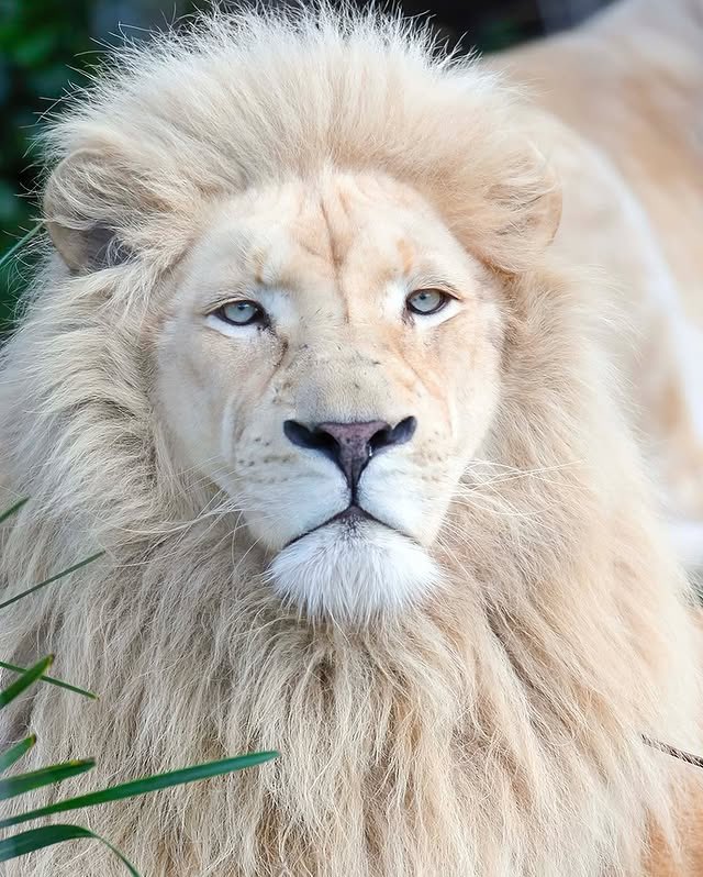 White Lion